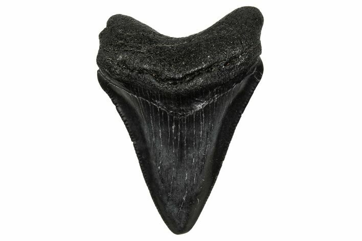 Serrated, Juvenile Megalodon Tooth - South Carolina #340417